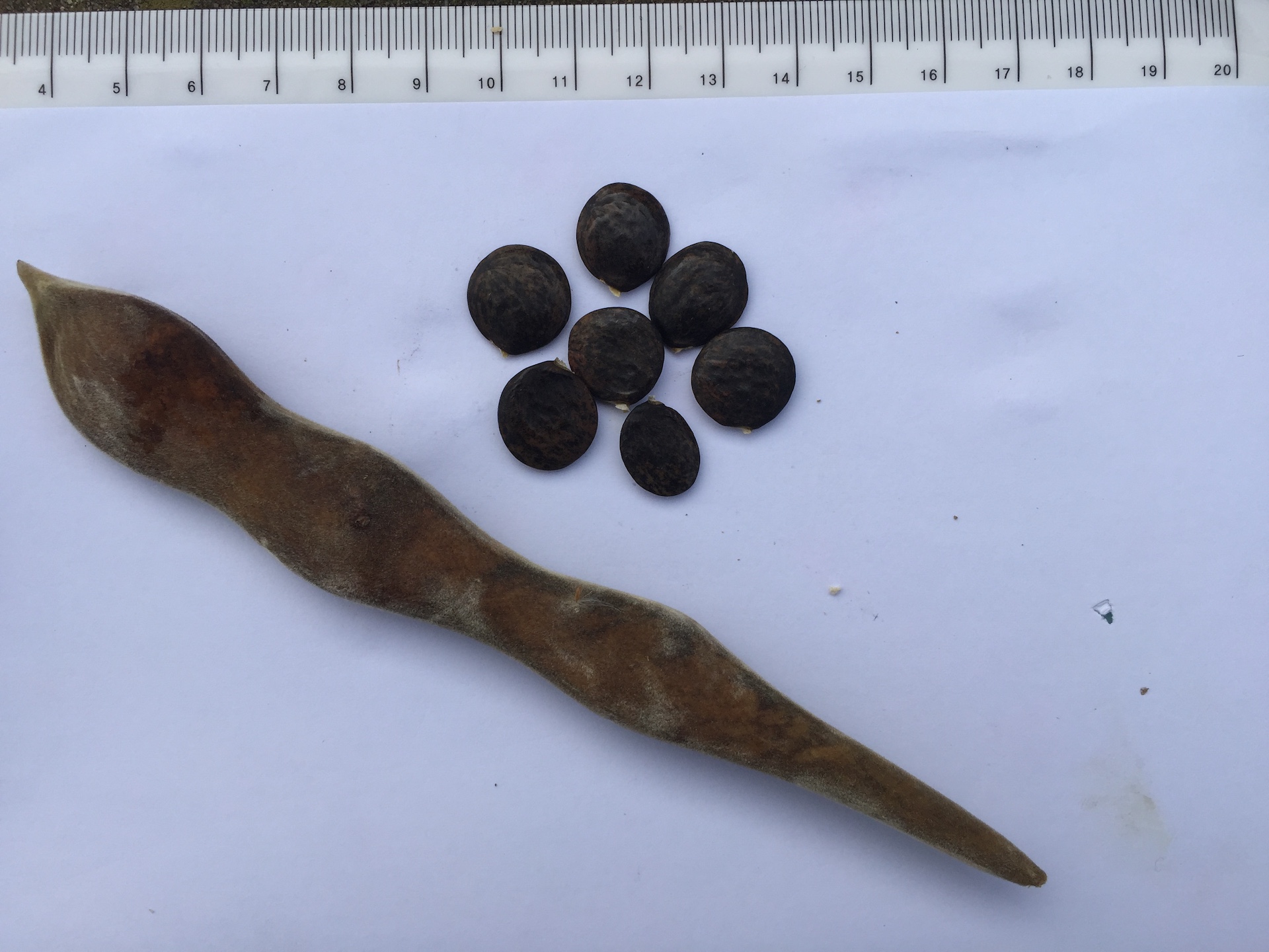 등나무 씨앗 Wisteria floribunda (Willd.) DC. for. floribunda seed