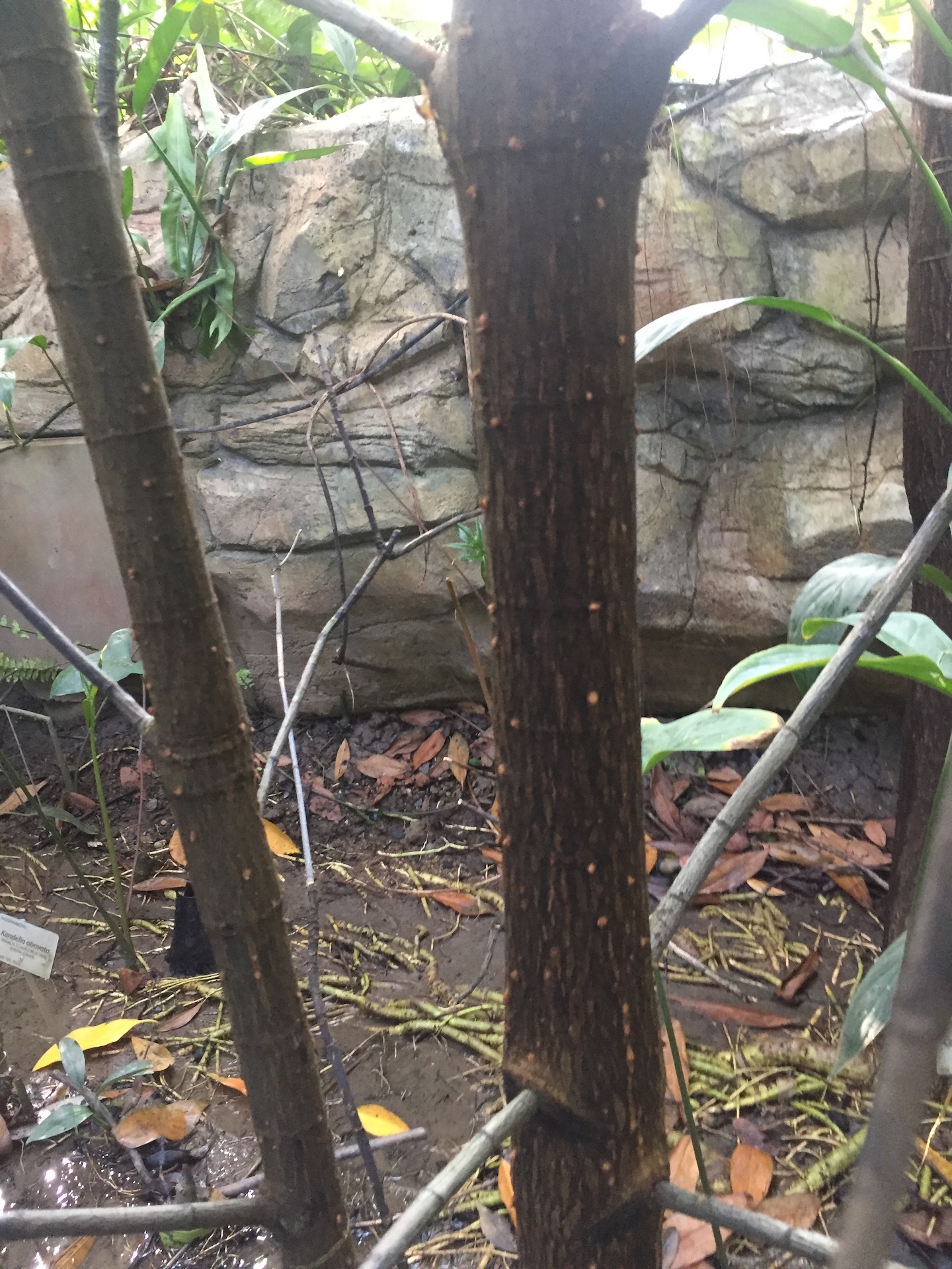 검은맹그로브줄기 Bruguiera gymnorhiza (L.) Lam. trunk