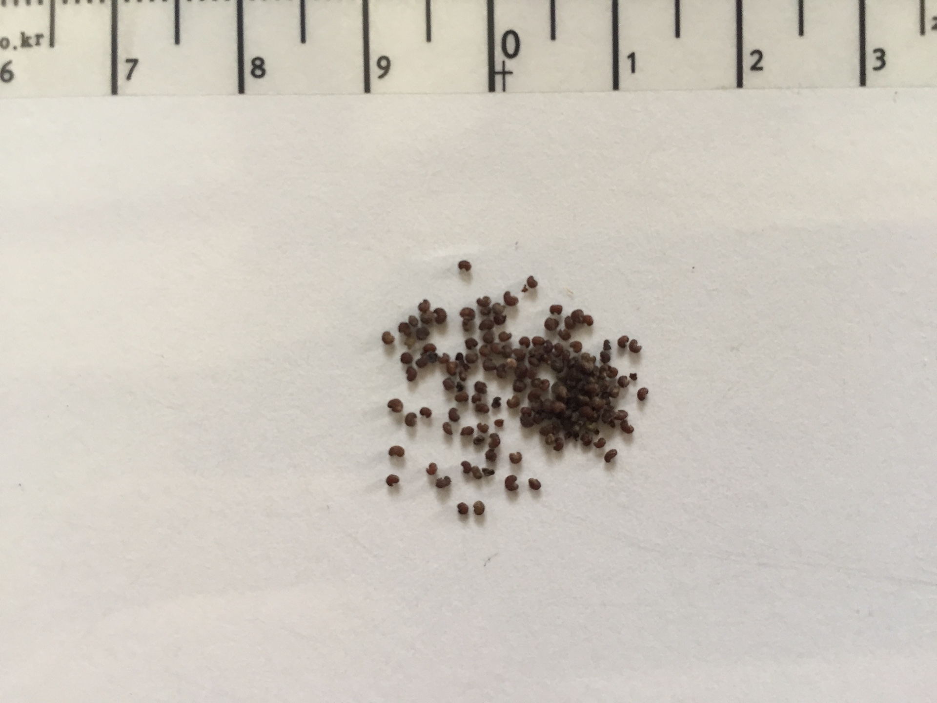 숙근꽃양귀비 씨앗 Papaver nudicaule seed