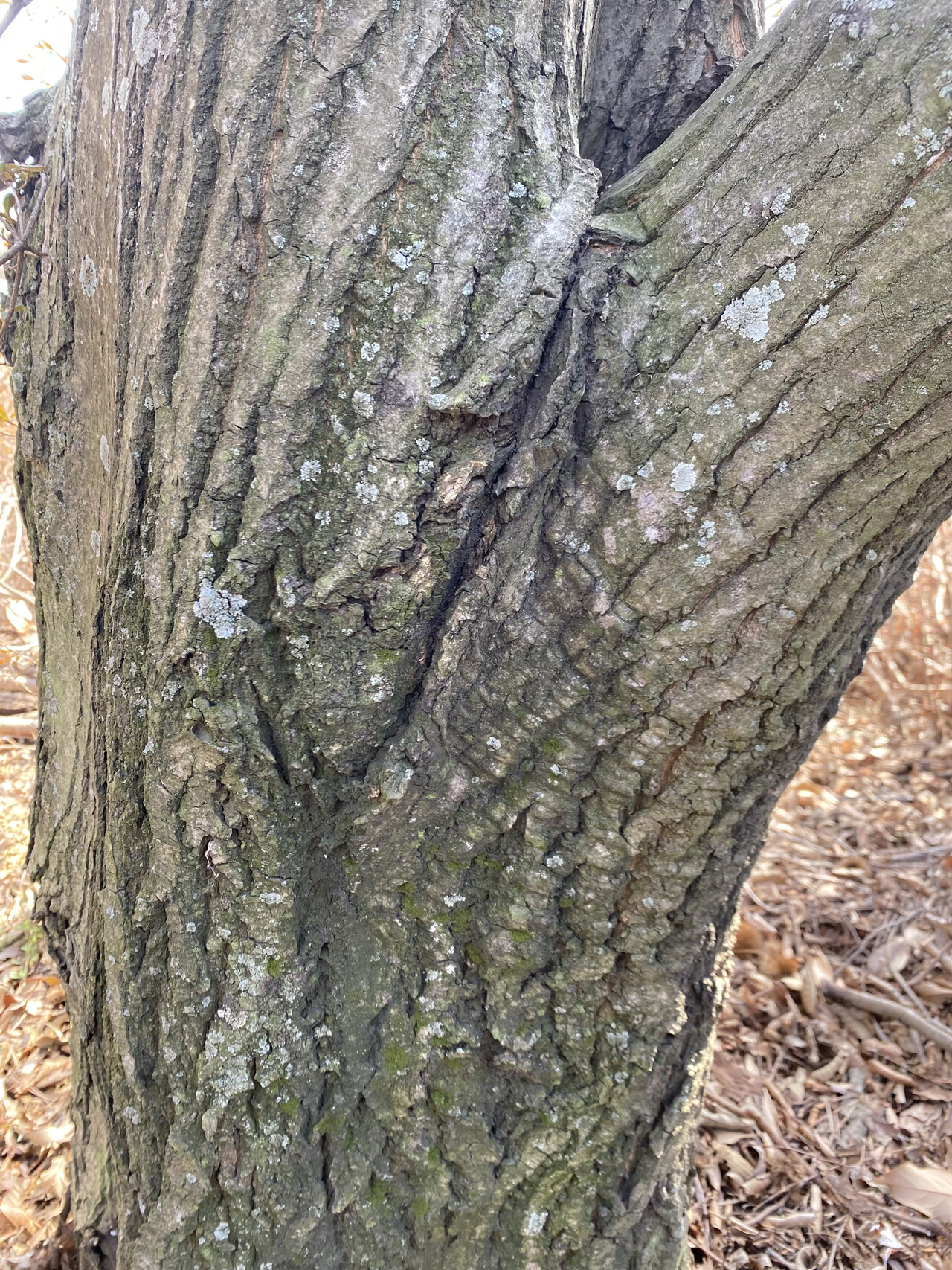 밤나무줄기 Castanea crenata Siebold & Zucc. trunk