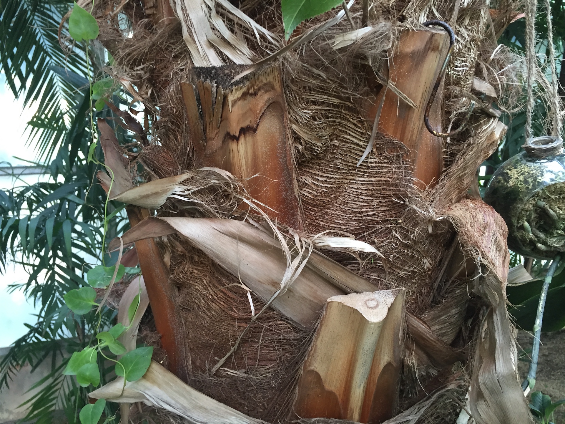 비로야자줄기 Livistona chinensis trunk