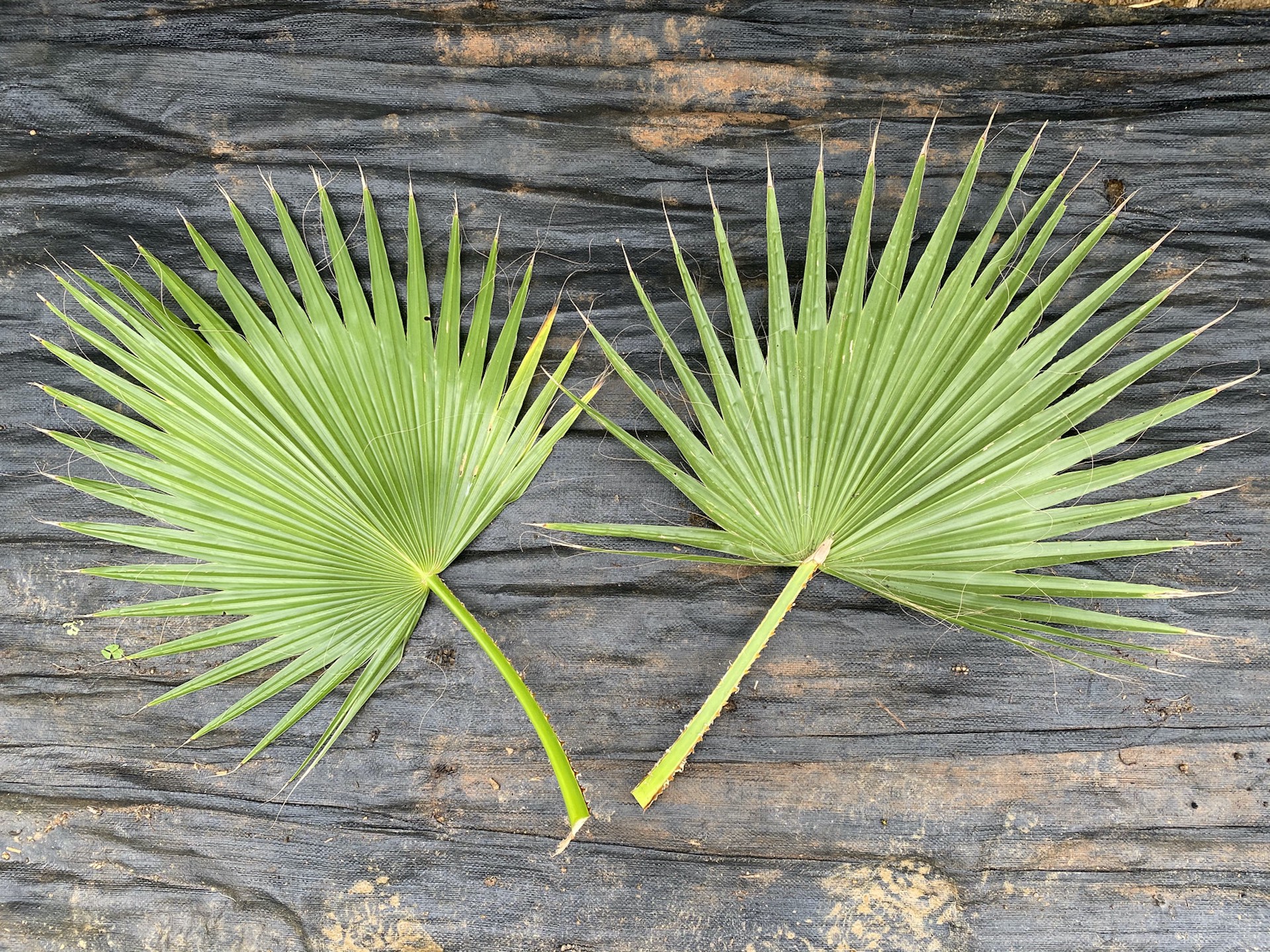 워싱턴야자 잎 Washingtonia filifera leaf