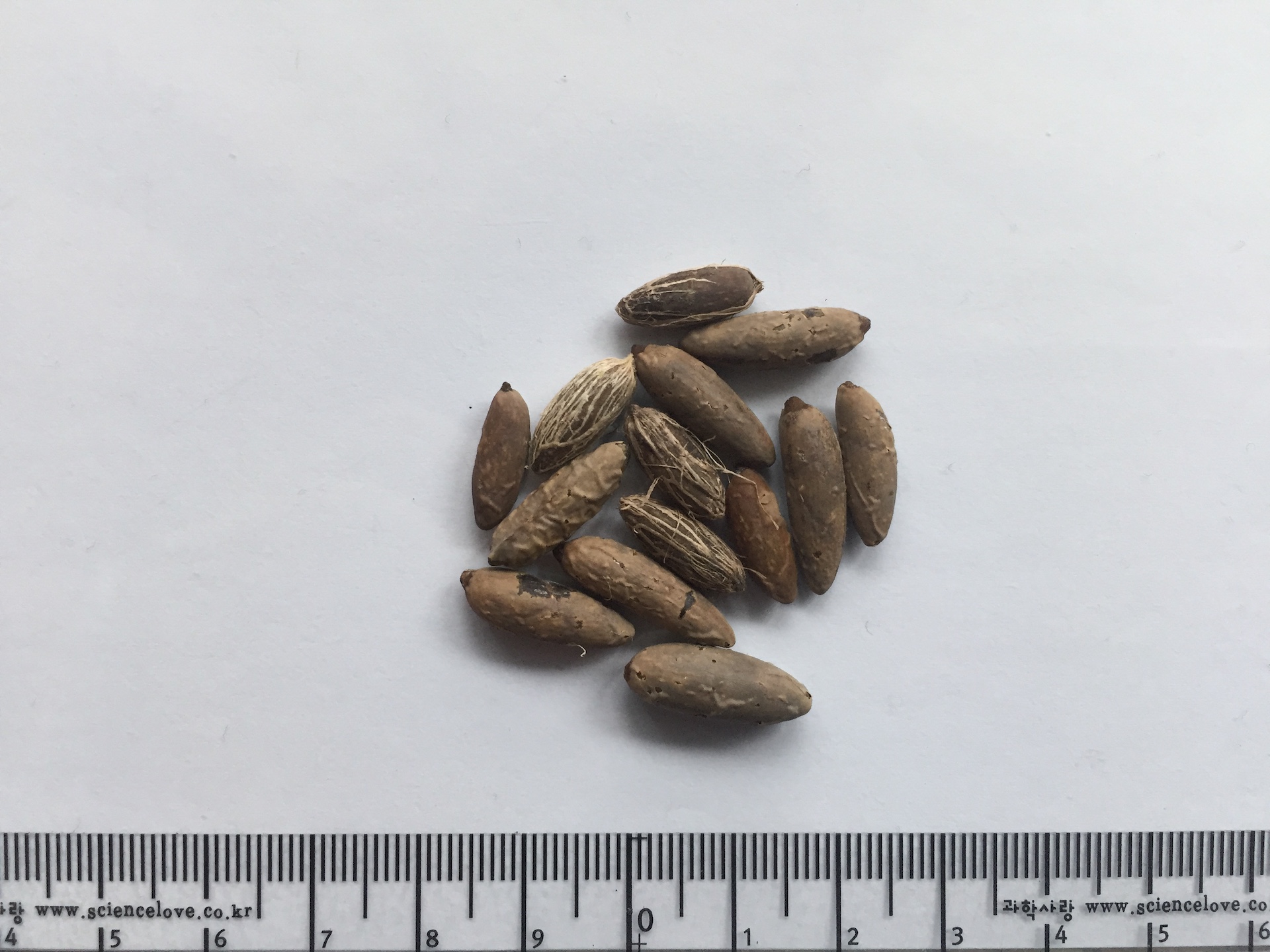 스핀들야자 씨앗 Hyophorbe verschaffeltii seed