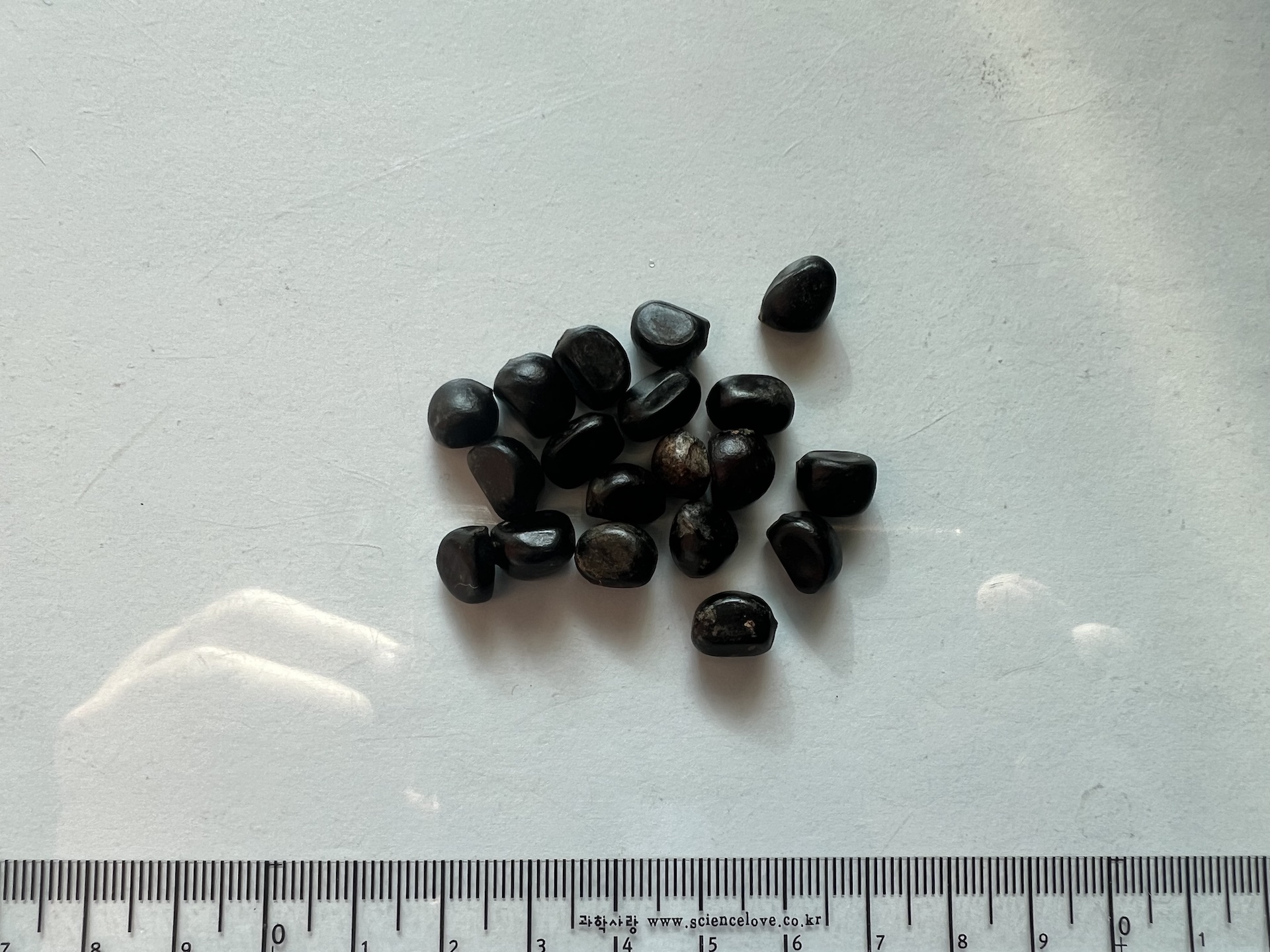 모란 씨앗 Paeonia suffruticosa Andr. seed