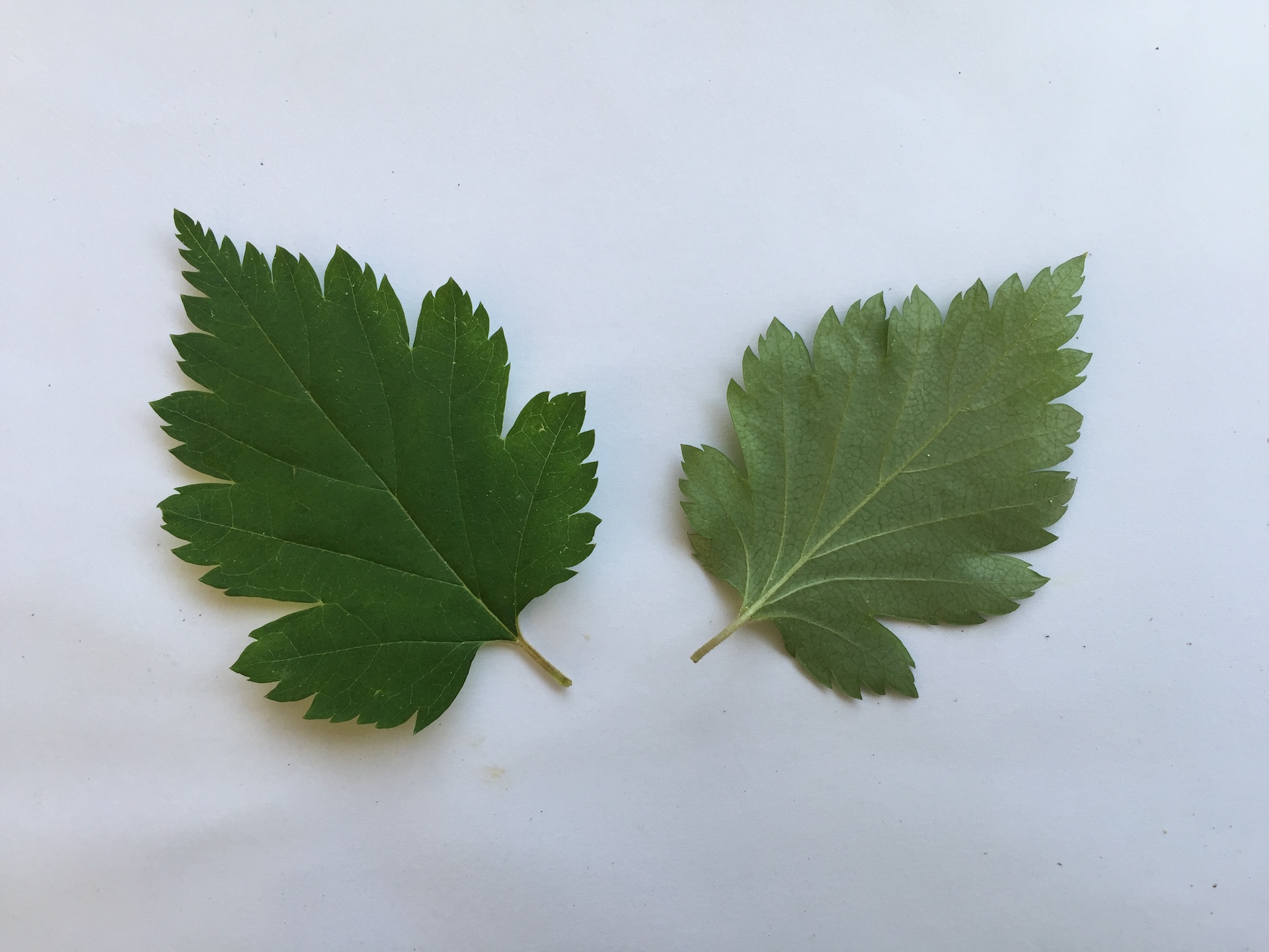 국수나무 잎 Stephanandra incisa (Thunb.) Zabel var. incisa leaf