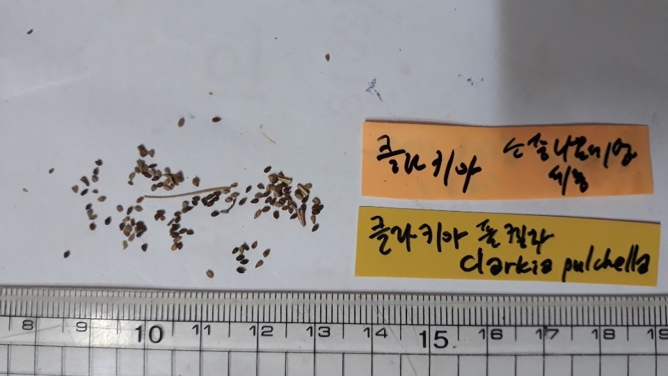 클라키아 씨앗 Clarkia seed