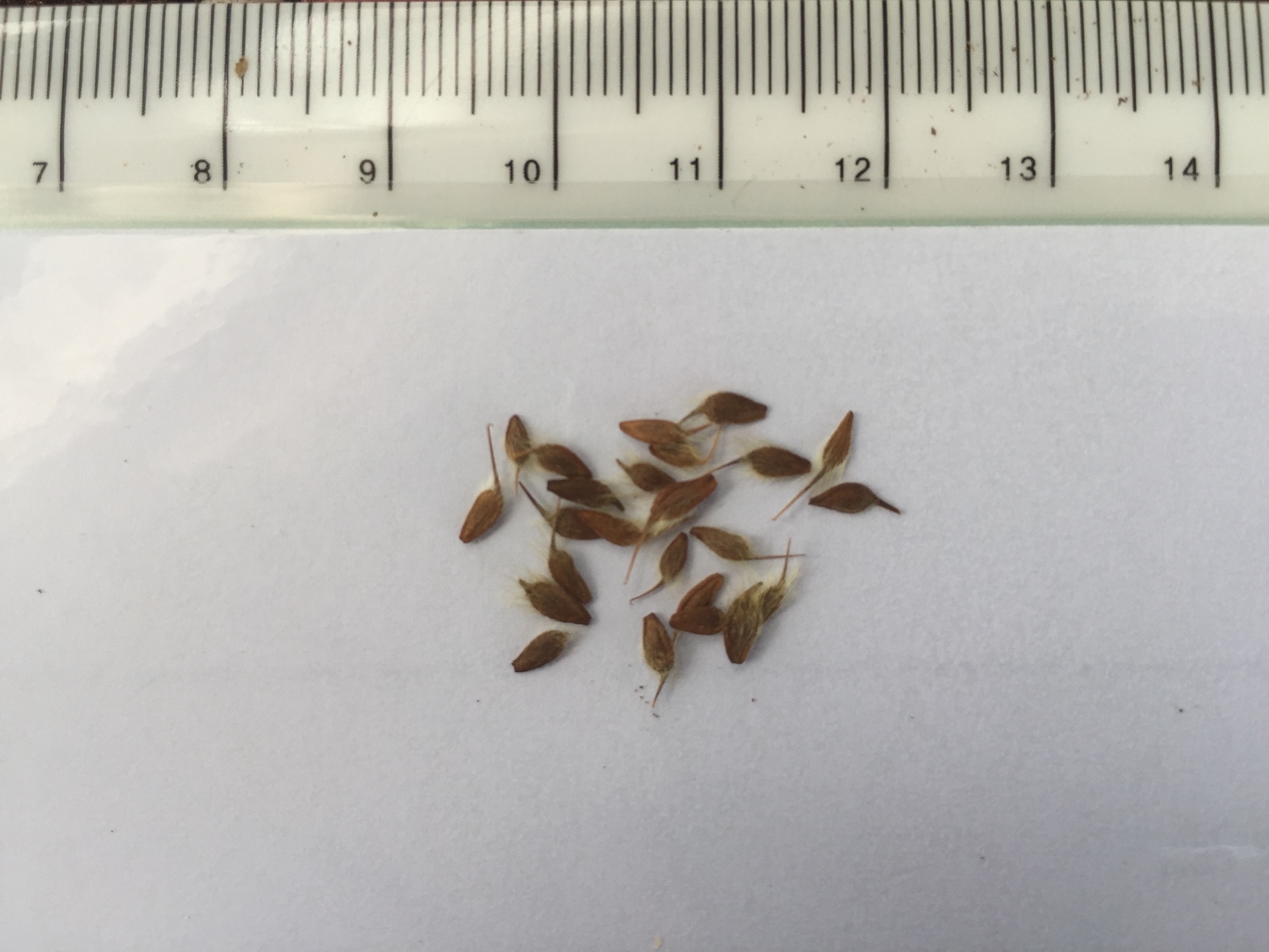 뱀무 씨앗 Geum japonicum Thunb. seed