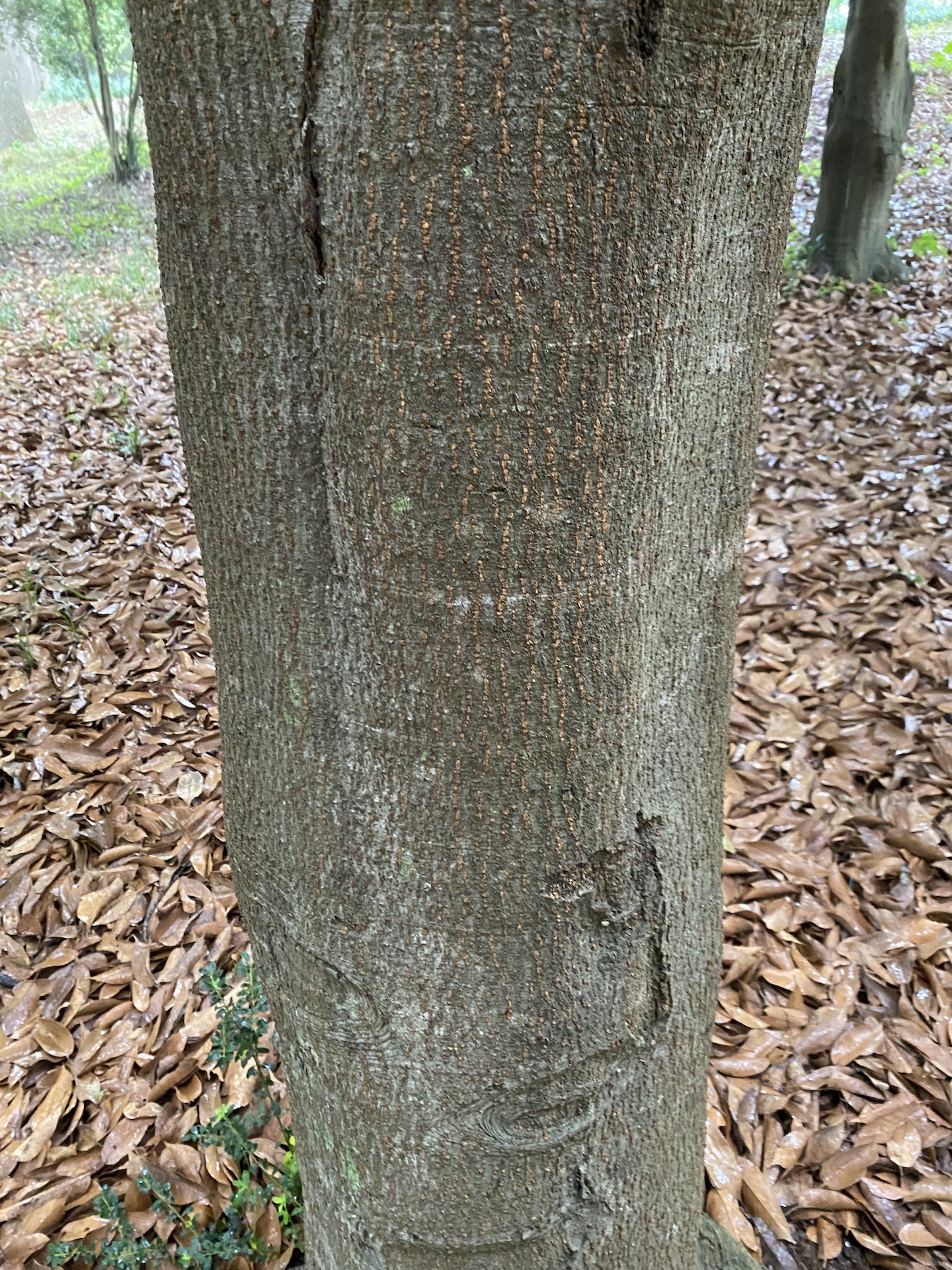 붉가시나무줄기 Quercus acuta Thunb. ex Murray for. acuta trunk