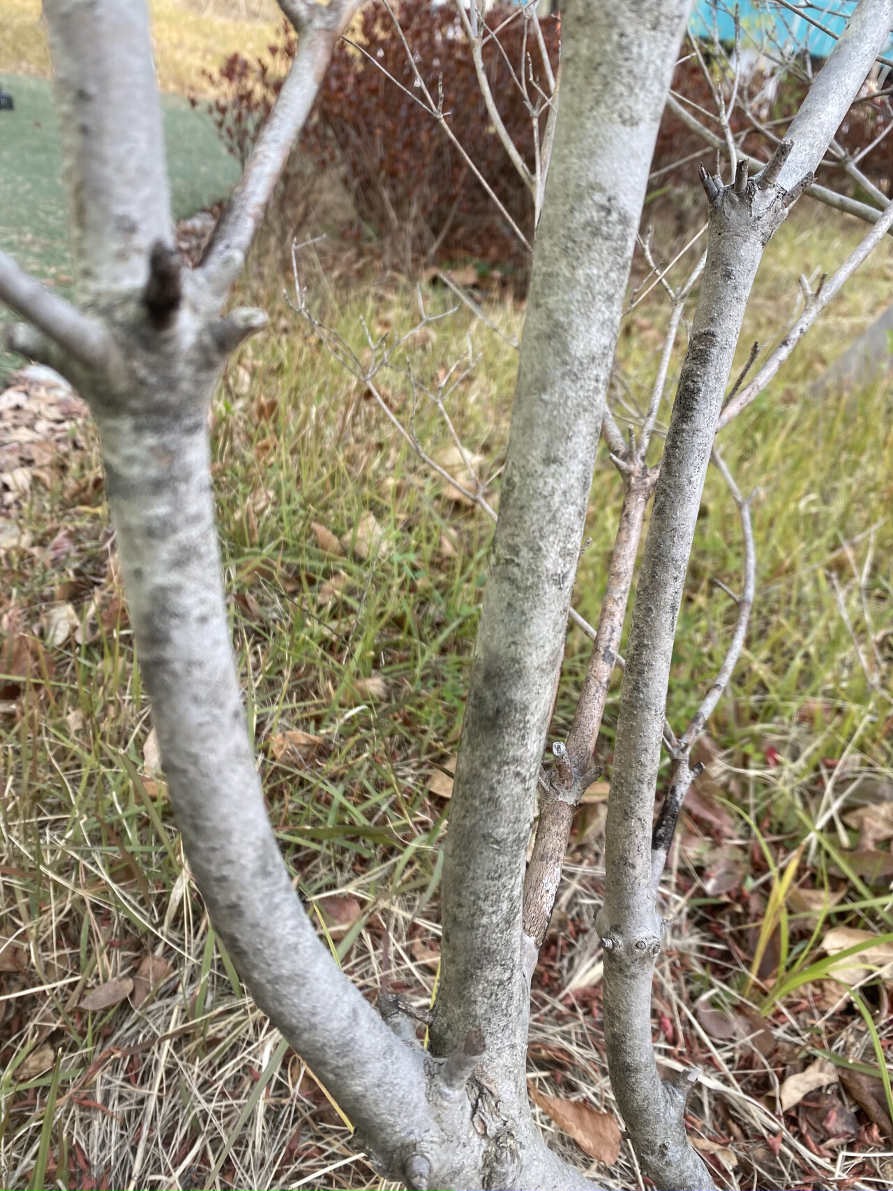등대꽃줄기 Enkianthus campanulatus  trunk