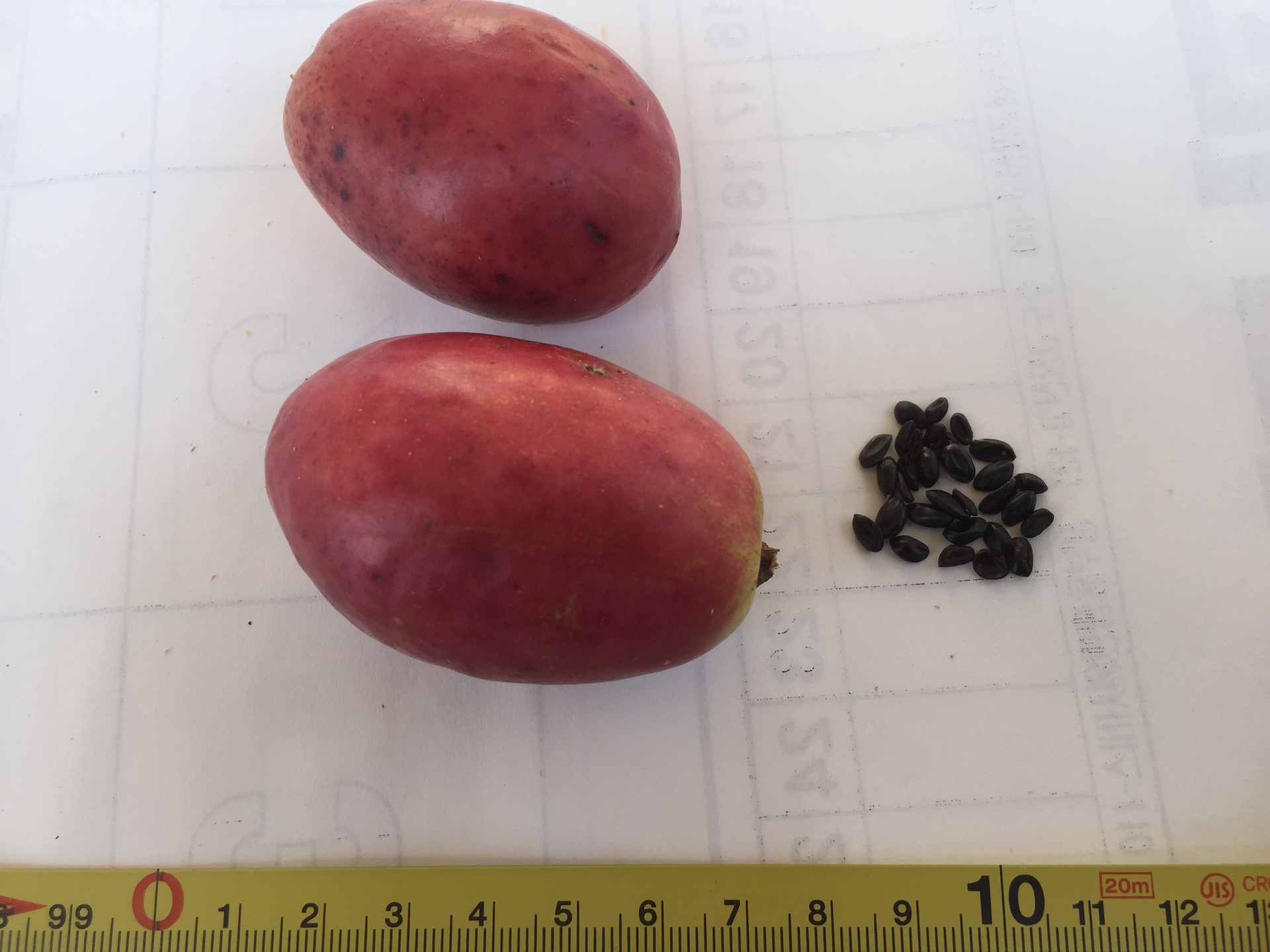 멀꿀 씨앗 Stauntonia hexaphylla (Thunb.) Decne. seed