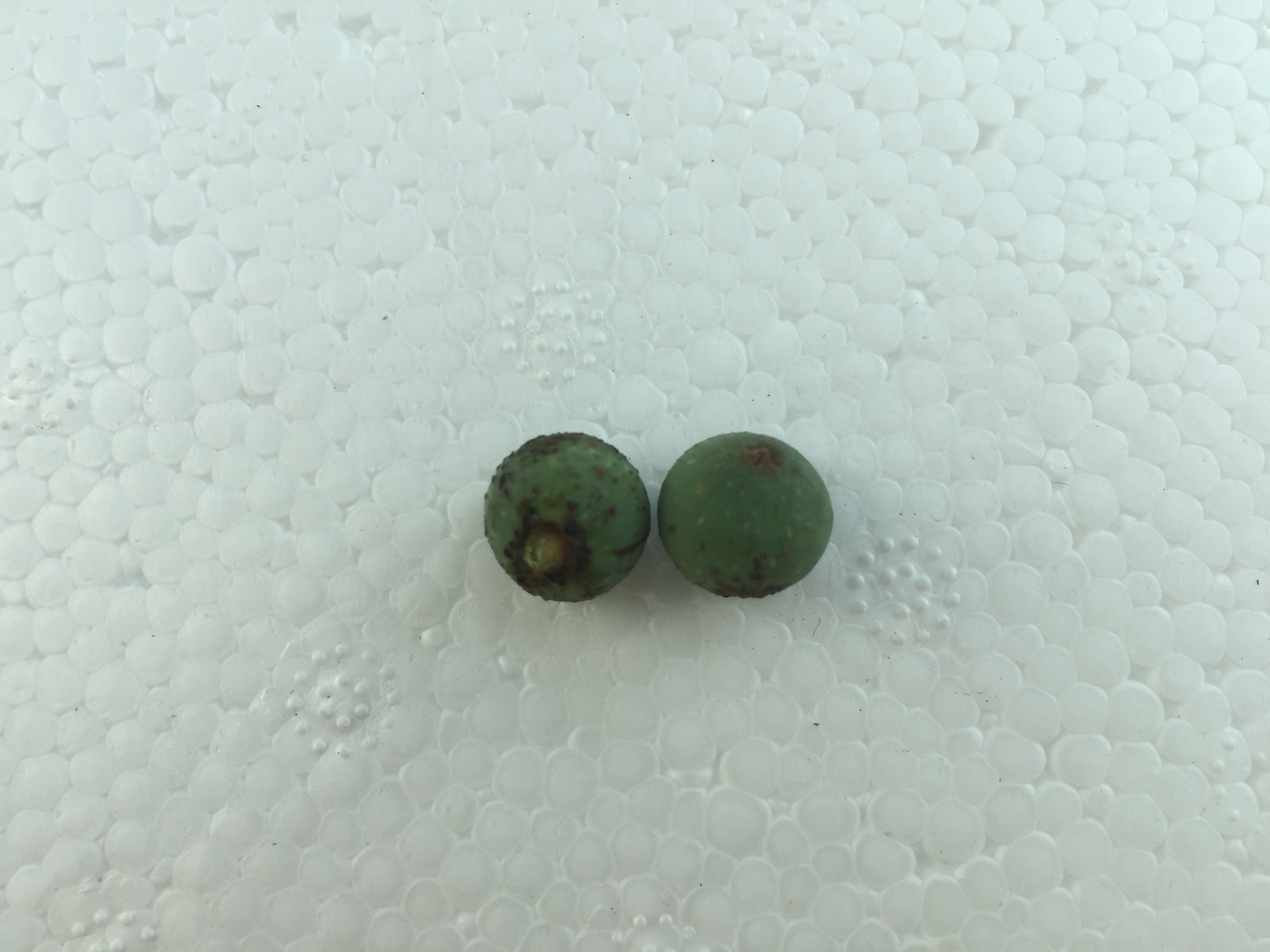 모람 씨앗 Ficus oxyphylla Miq. ex Zoll. seed