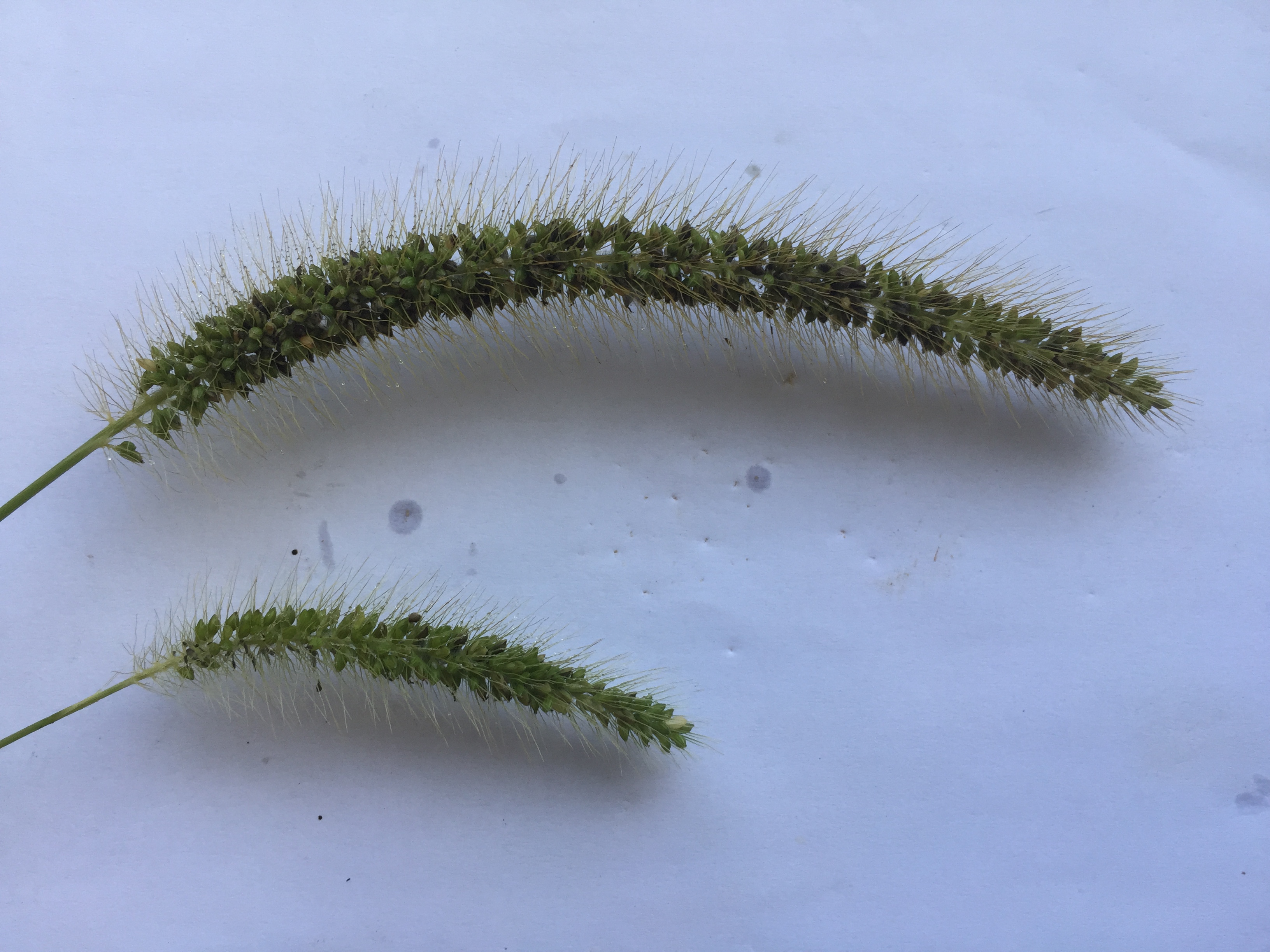 강아지풀 씨앗 Setaria viridis (L.) P. Beauv. seed