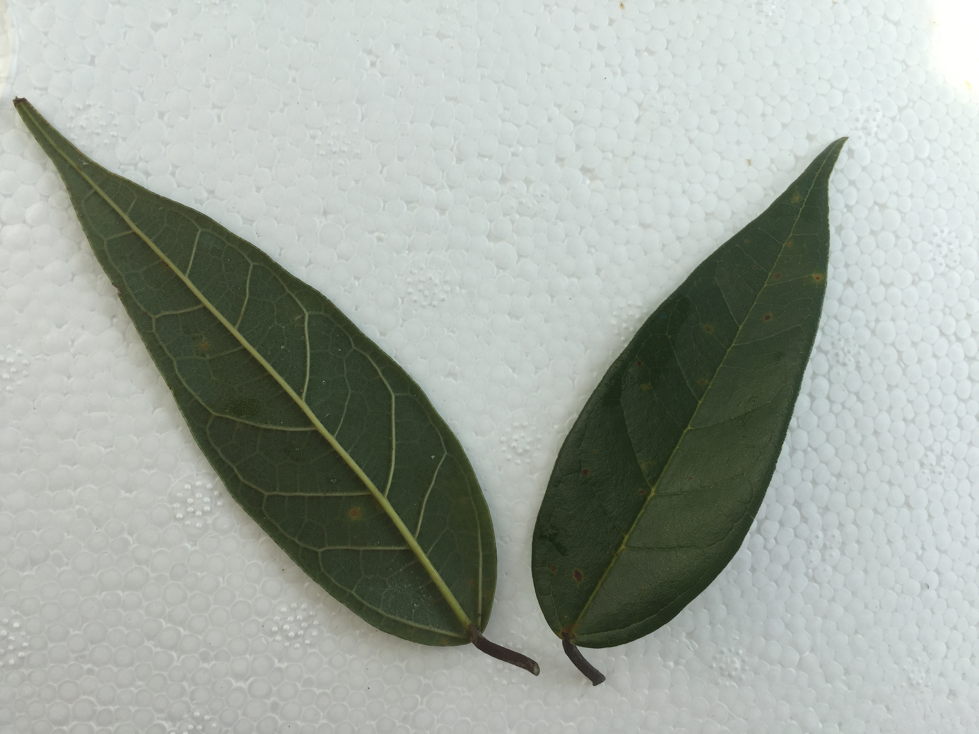 모람 잎 Ficus oxyphylla Miq. ex Zoll. leaf
