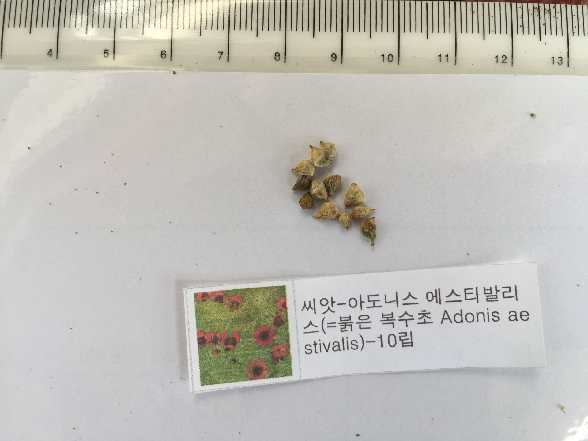 붉은복수초 씨앗 Adonis aestivalis seed