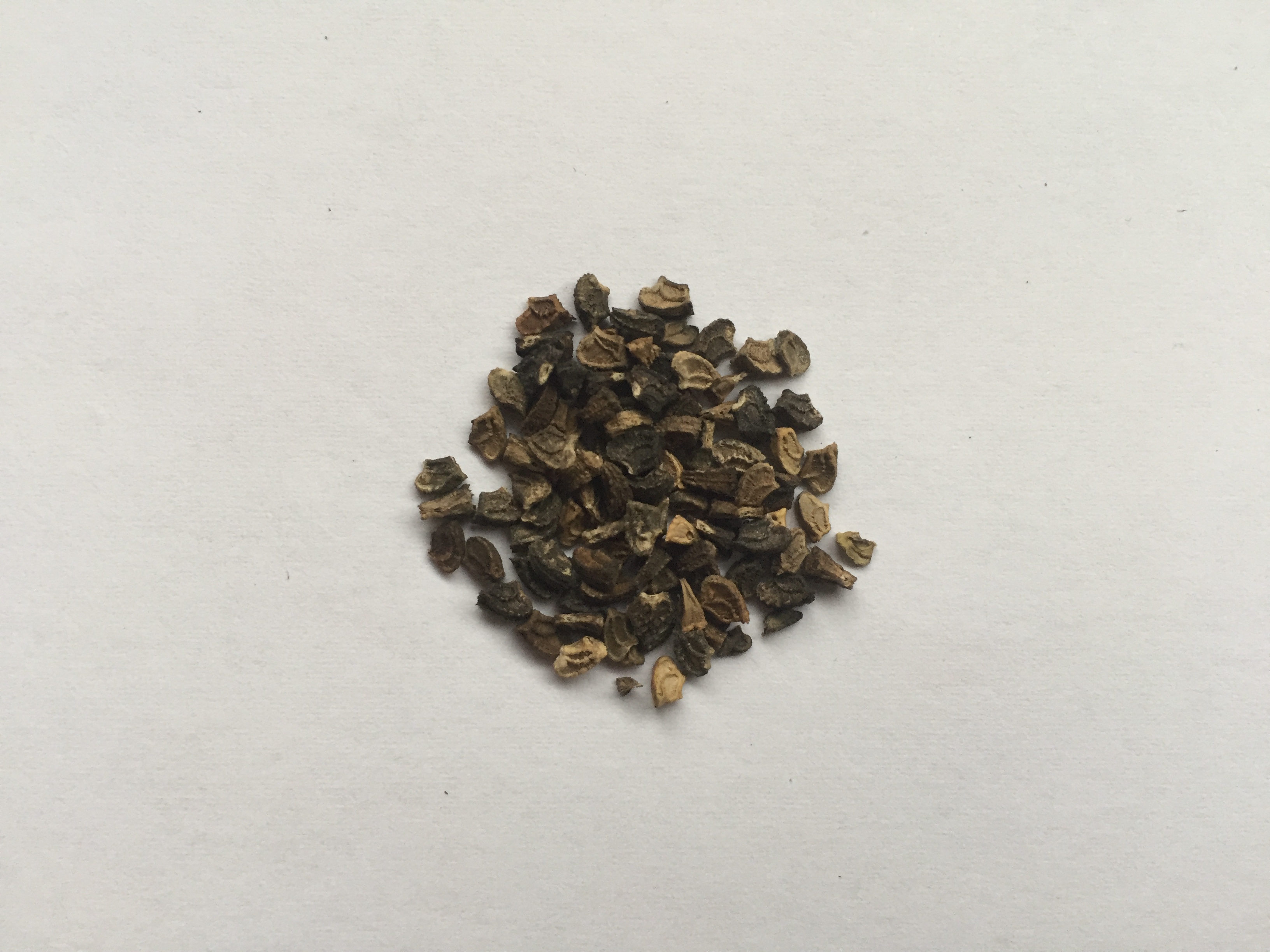 멜란포디움 씨앗 Melampodium paludosum seed