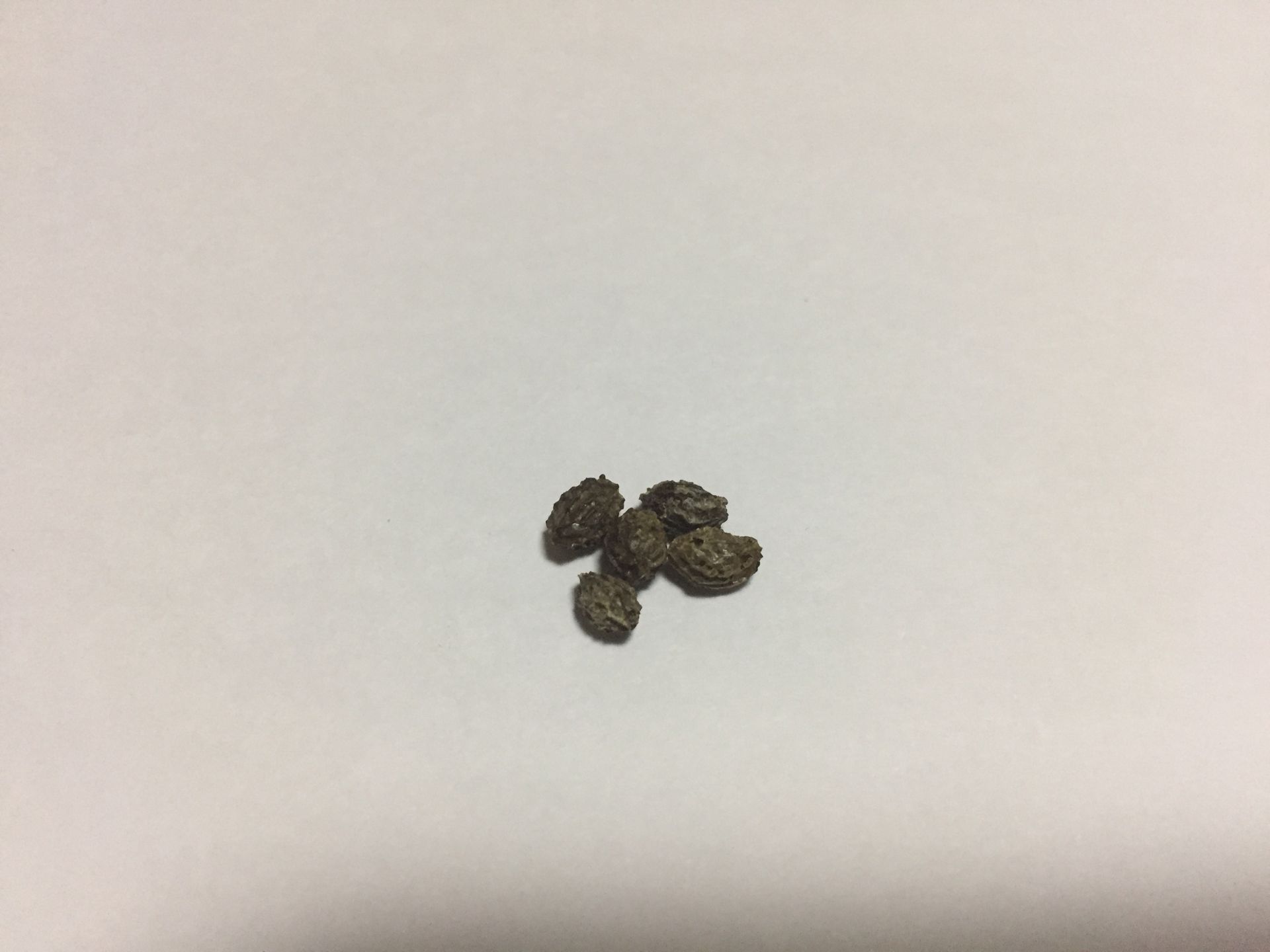 파파야 씨앗 Carica papaya seed