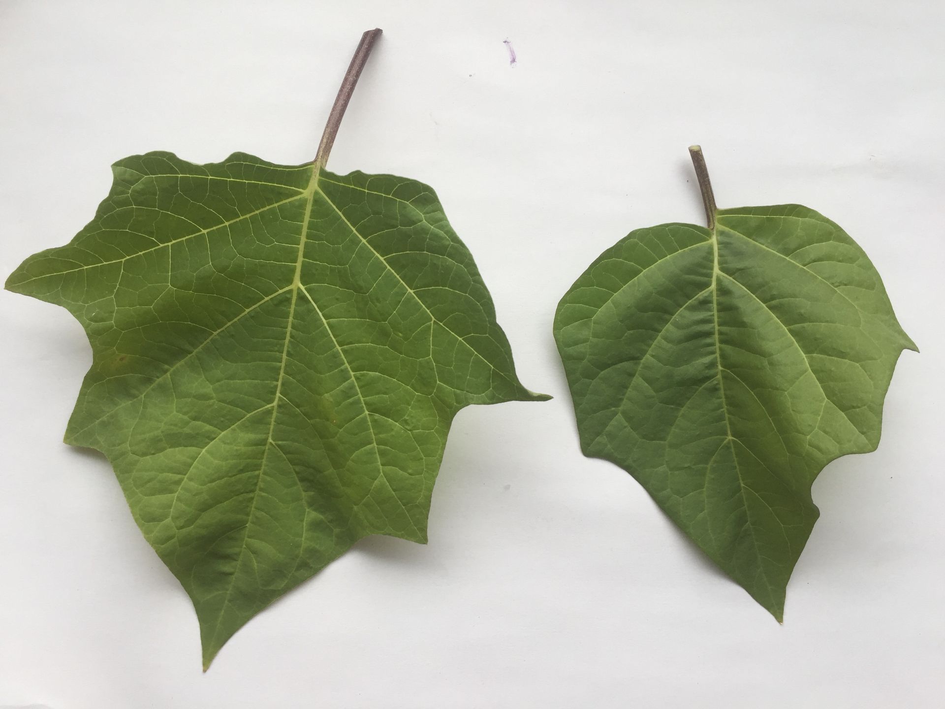 독말풀 잎 Datura stramonium leaf