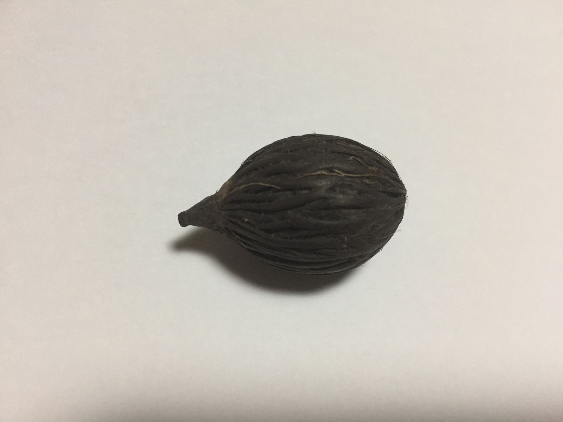 여우꼬리야자 씨앗 Wodyetia bifurcata seed