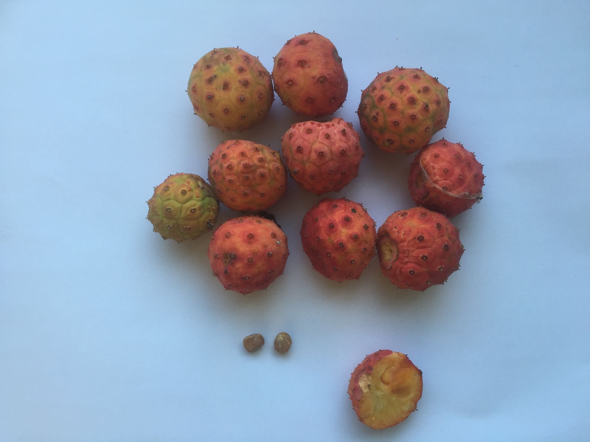 산딸나무 씨앗 Cornus kousa seed