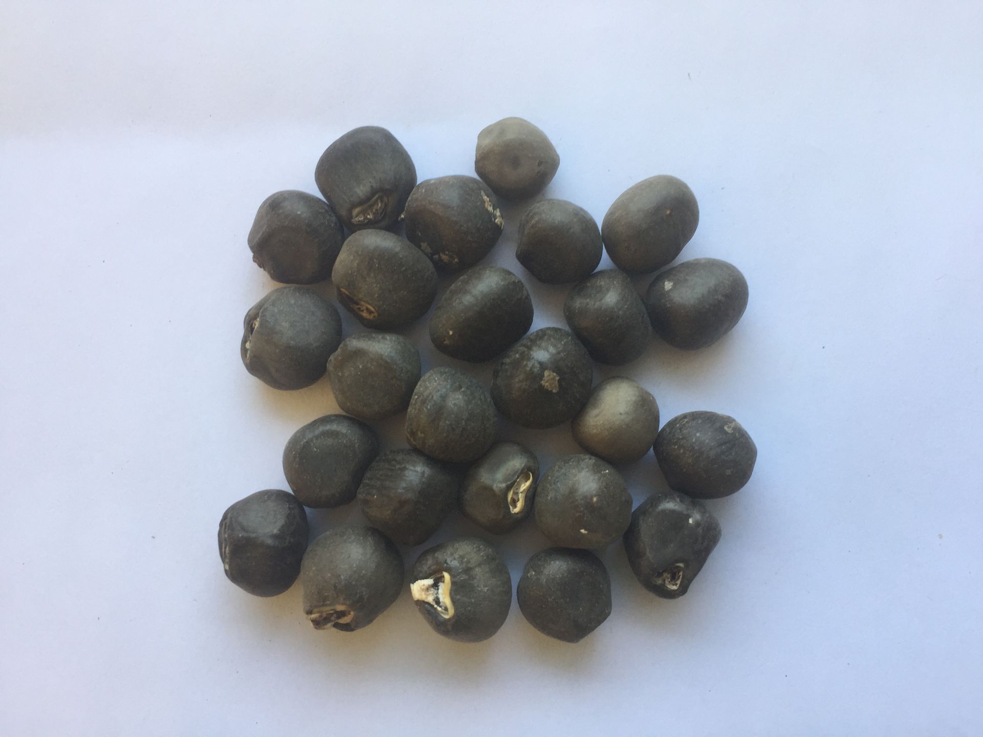 나무바나나 씨앗 Ensete ventricosum seed