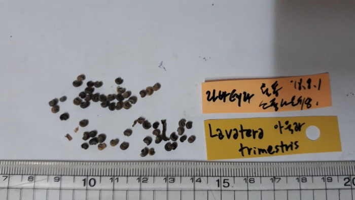 나무아욱 - Tree mallow, Lavatera trimestris