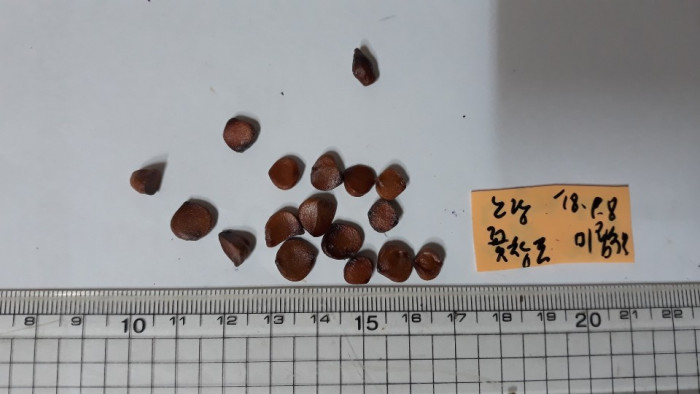 노랑꽃창포 - Yellow irid, Iris pseudacorus L.