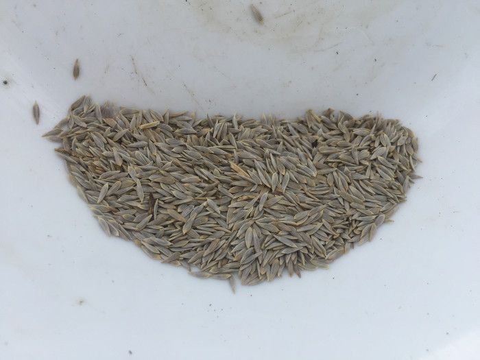 상추 - merveille de Quatre Saisons, Lactuca sativa L.