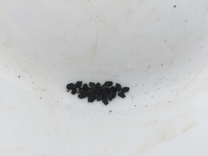 두메부추 - Allium senescens