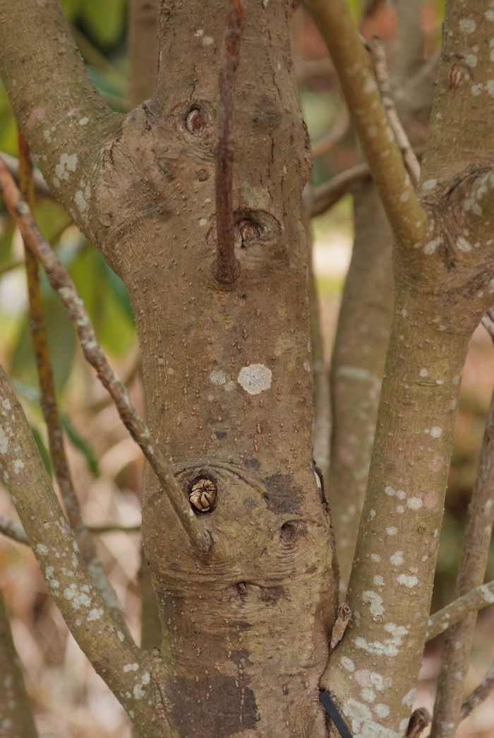 굴거리나무 - Daphniphyllum macropodum Miq.