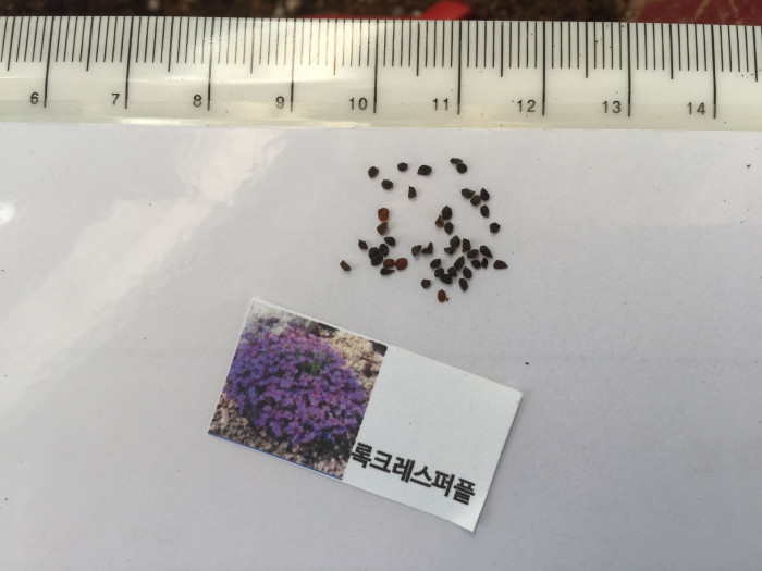 록크레스 - garden arabis, mountain rock cress, Caucasian rockcress, Arabis caucasica