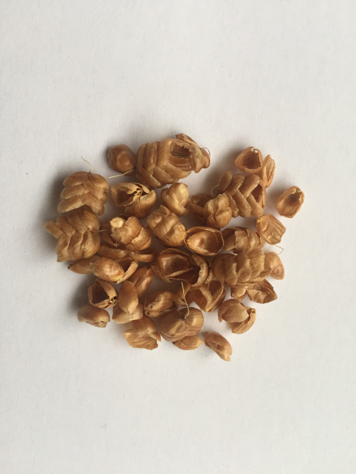 방울보리사초 - big quaking grass, great quaking grass, greater quaking-grass, Briza maxima L.