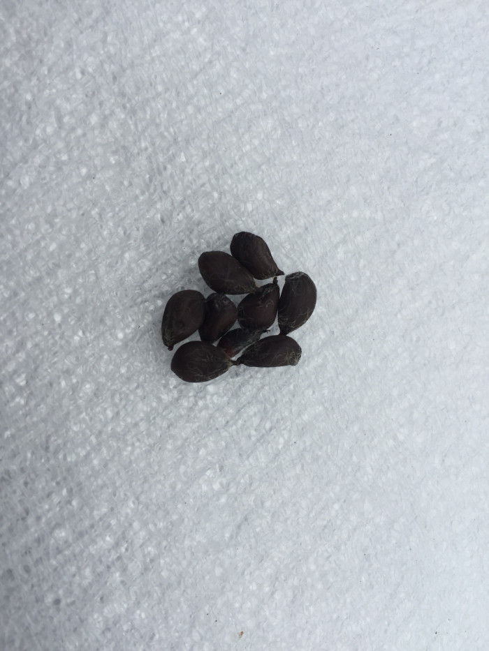 목화 - Gossypium indicum Lam.