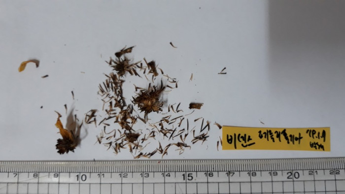 비덴스 - Fern leaved, Beggar ticks, Bidens ferulifolia