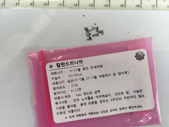 칼란드리니아 - Calandrinia spp.