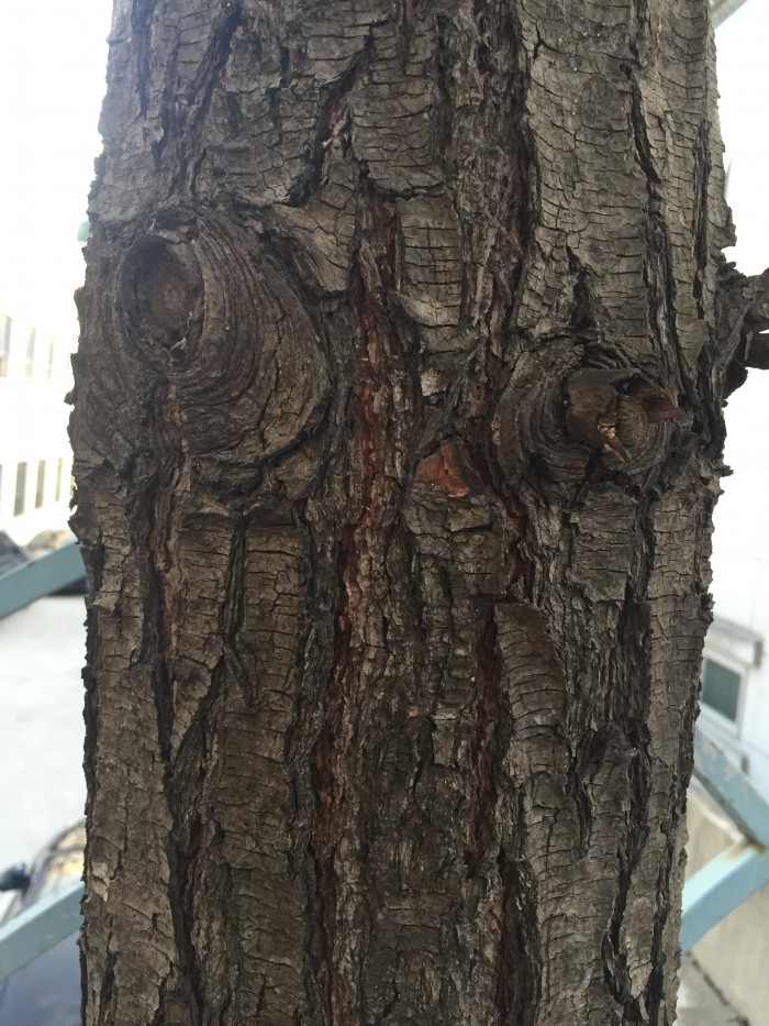 잣나무 - Korean Pine, Pinus koraiensis Siebold & Zucc.