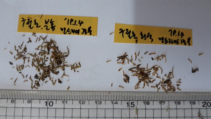 구절초 - Dendranthema zawadskii var. latilobum (Maxim.) Kitam.
