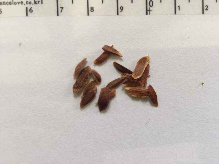 라일락 - kamibayashii, Syringa oblata var. dilatata (Nakai) Rehder