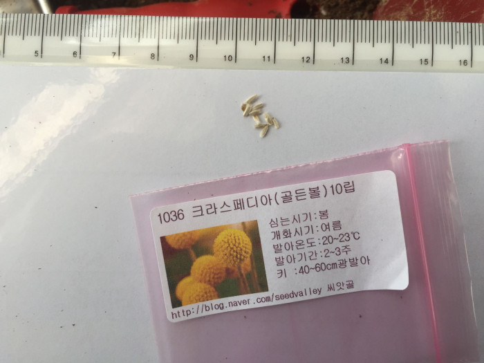 골든볼 - Billy buttons, woollyheads, Craspedia globosa