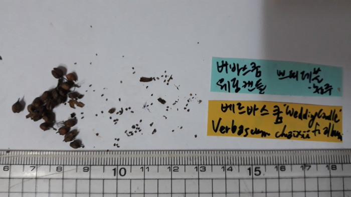 우단담배풀 - Verbascum thapsus L.