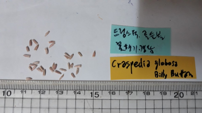 골든볼 - Billy buttons, woollyheads, Craspedia globosa