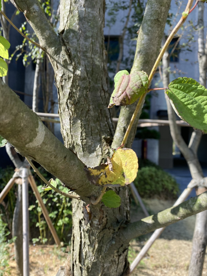 계수나무 - Cercidiphyllum japonicum
