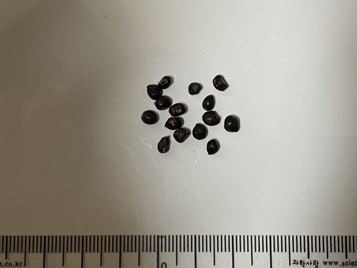 크리노덴드론 파타구아 - Patagua, Lily of the valley tree, Crinodendron patagua