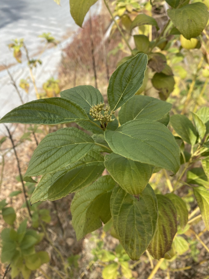 노랑말채 - Cornus alba cv. aurea