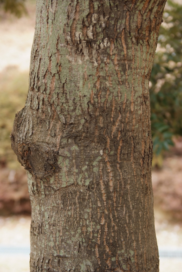 구실잣밤나무 - Castanopsis sieboldii (Makino) Hatus.