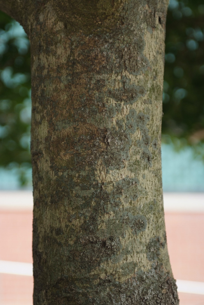 완도호랑가시나무 - Ilex wandoensis C. F. Miller