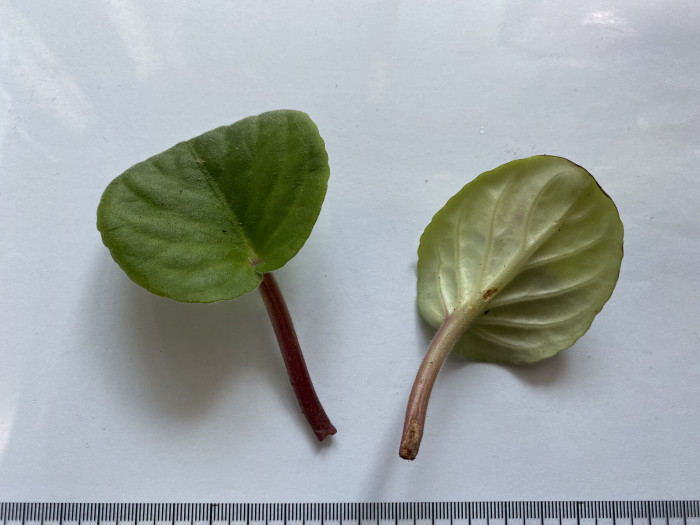 바이올렛 - African violets, Saintpaulia