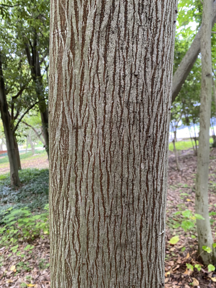 푸조나무 - Muku Tree, Aphananthe aspera (Thunb.) Planch.