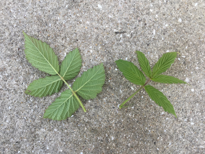 장딸기 - Rubus hirsutus Thunb.