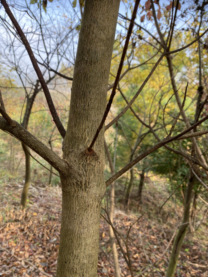 층층나무 - Giant Dogwood, Cornus controversa Hemsl. ex Prain