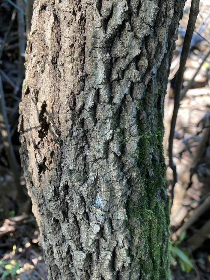 개머루 - Ampelopsis brevipedunculata (Maxim.) Trautv.